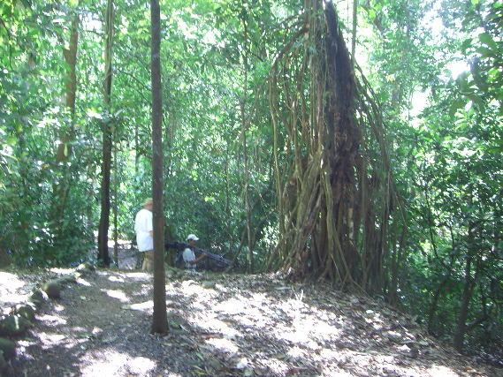 Just jungle